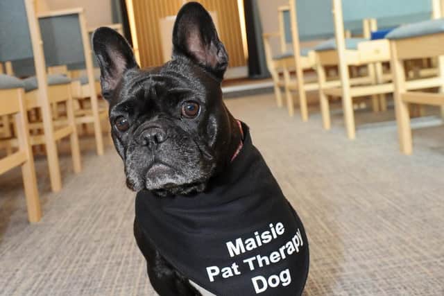 Celebrant Philippa Hawkins from Fareham, has a very special helper at funerals - her French bulldog, Maisie (4). Maisie is a funeral therapy dog, who comforts people during services. Picture: Sarah Standing (170919-6320)