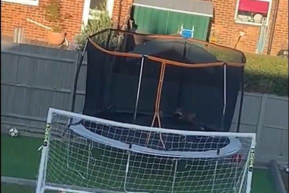 A cheeky fox enjoys a bounce on a trampoline in the back garden of a home in Bury Close Gosport. Picture: Natasha Townsend-Theobold