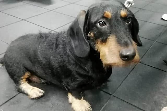 Jack, known by others as Wonky was shot in Syria when he was just three months old - he spent the day at the East Hants Dachshunds sports day event