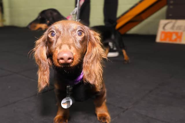 Ruby. East Hants Dachshund sports day in aid of charity.
Picture: Chris Moorhouse     (220919-04)