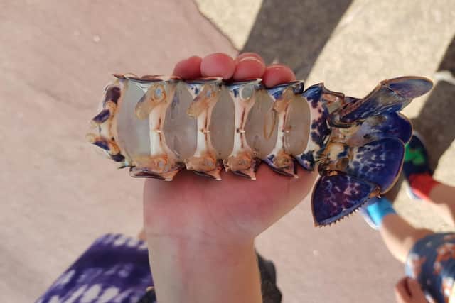 A lobster shell found during the Great British Beach Clean in Southsea. Picture: Jane Di Dino