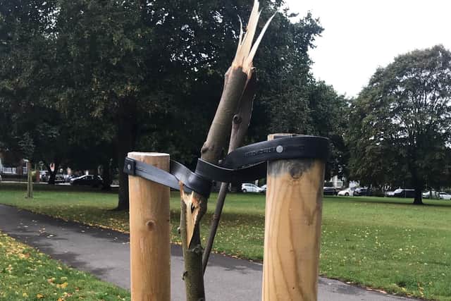 Two trees in Milton Park had to be removed after they were vandalised. Picture: Kimberly Barrett