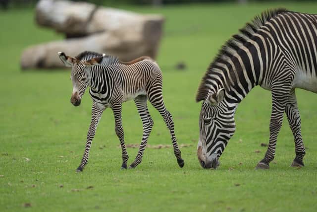 The Grevy's foal taking its first steps. Picture: Marwell Wildlife