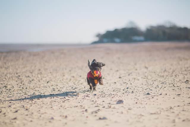 Dogs will love a run on Seagrove Beach