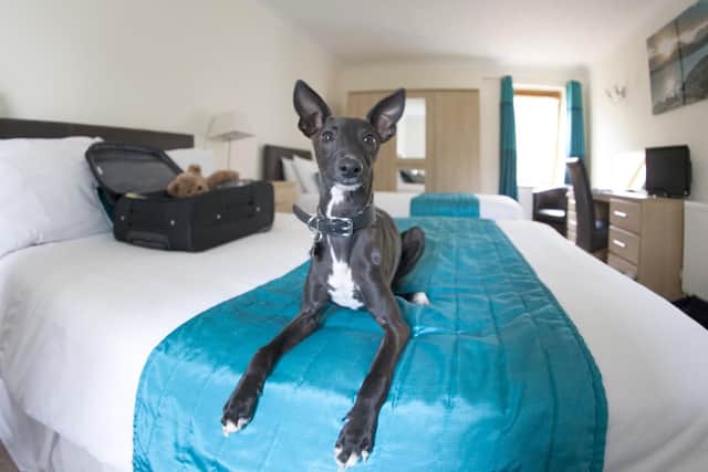 Enjoy a stay at Luccombe Manor with your four-legged friend