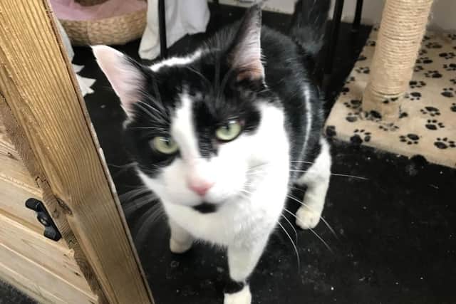 Henry is an eight-year-old Domestic Shorthair crossbreed at The Stubbington Ark looking for a calm, quiet forever home