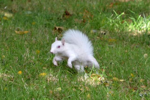 Monty having fun in Ravelin Park.
Picture: Patrick Galway.