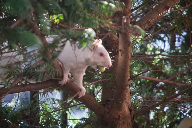 Monty collecting acorns.

Picture: Habibur Rahman