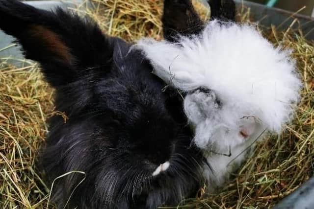 Nibbles and Fluffy
