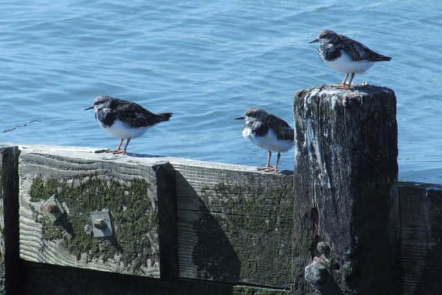 Solent Bird Aware have highlighted some of the birds arriving back in Hampshire after months spent in Arctic regions, including these turnstones at Hill Head.