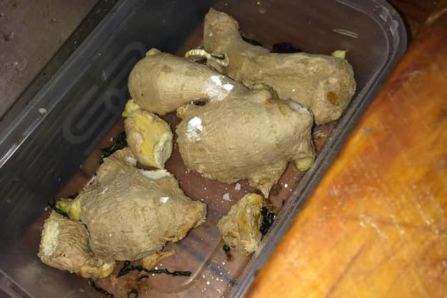 Ginger in a dirty food container Picture: Portsmouth City Council