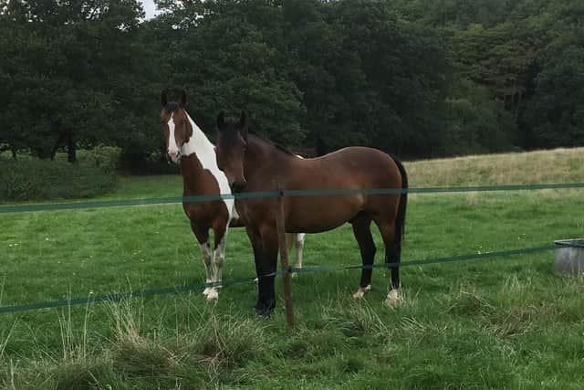 More than 200 horses are kept in the fields from Fishers Hill to Hillson Drive. Pictured: Two horses owned by Lou Kellow.