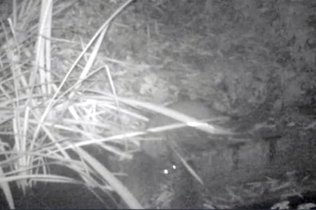 Otter family caught on camera in River Meon near Fareham