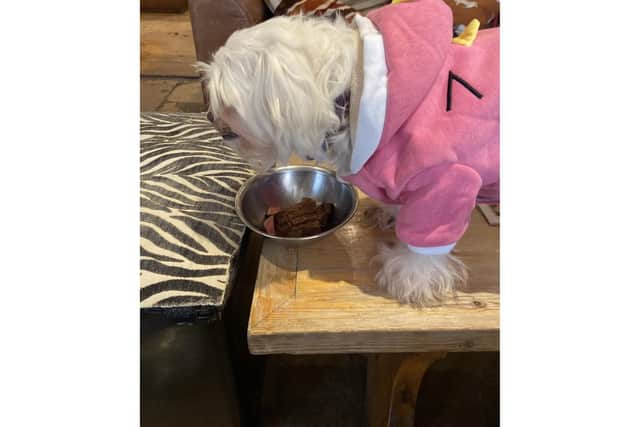 Elaine Potter, from Selsey, gave her dying Maltese dog Phoebe a special treat of a rare steak. Pictured: Phoebe eating her steak