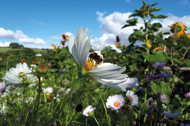 Honey bees by Cat Bolado