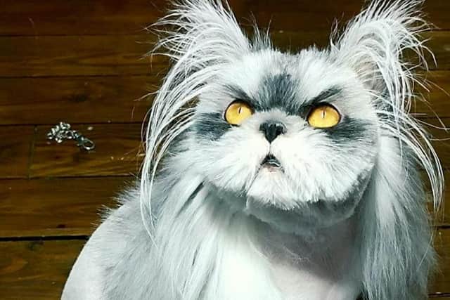 Snookie has hypertrichosis