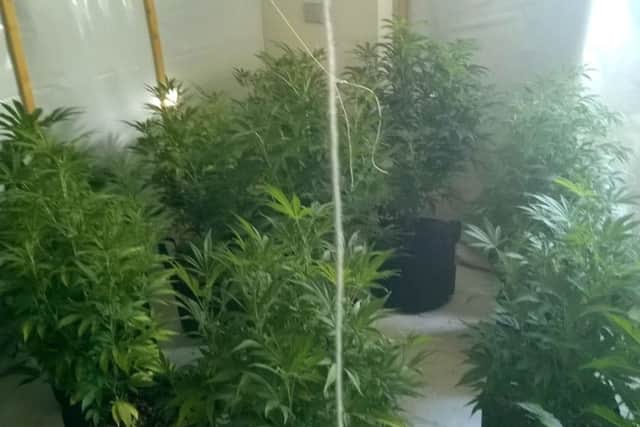 Cannabis found at Well Meadow in Havant being tended to by Klisman Prela