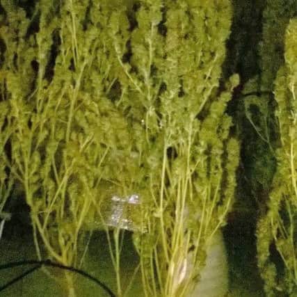 More of the cannabis police found at Well Meadow in Havant