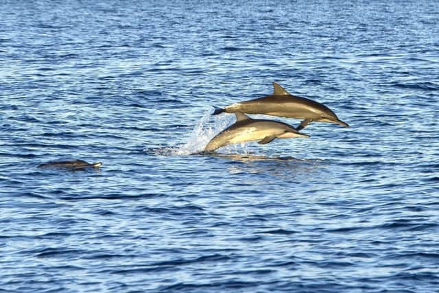 Dolphins and whales are under threat