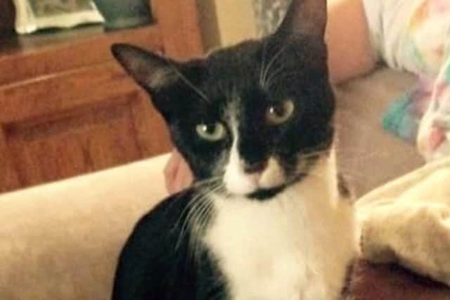 Poppy the cat was thought to have been killed by the so-called 'UK cat killer' in Southsea in April