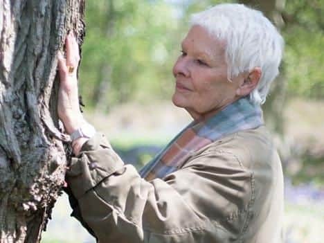 Judi Dench likes a tree.