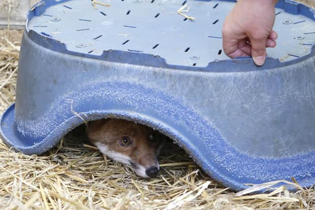 A fox currently being treated at Brent Lodge
