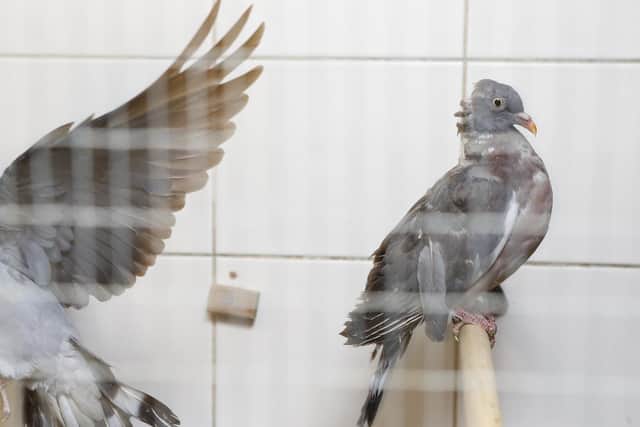 Pigeons being looked after at Brent Lodge