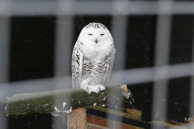 Lyle, the snowy owl at Brent Lodge