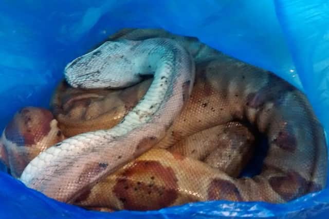A boa constrictor  RSPCA Cymru/PA Wire