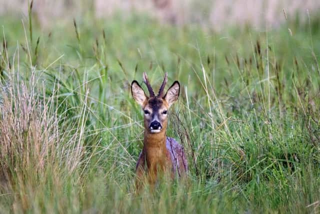 A roe deer buck, in the long grass at Titchfield Haven nature reserve, Picture: Andrew Gregory