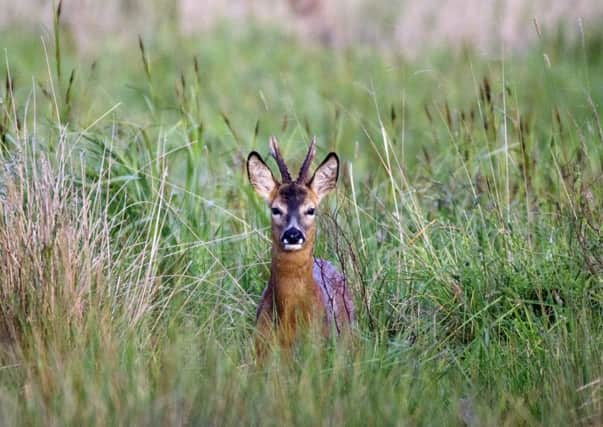 A roe deer buck, in the long grass at Titchfield Haven nature reserve, Picture: Andrew Gregory