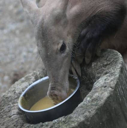 Misha the aardvark before she died. Credit: ZSL/PA