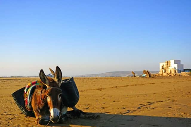 Camel trekking is a feature of Sidi Kaouk beach.