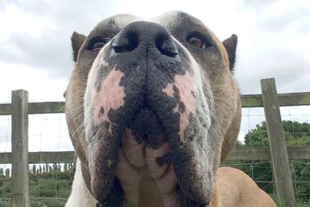 Aslan, a Great Dane Mastiff cross, has been transformed thanks to the hard work and dedication of the team at Stubbington Ark RSPCA Animal Shelter, where staff are now keen to see him given a second chance of happiness in a loving fur-ever home