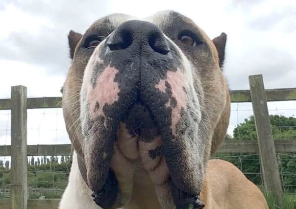 Aslan, a Great Dane Mastiff cross, has been transformed thanks to the hard work and dedication of the team at  Stubbington Ark RSPCA Animal Shelter, where staff are now keen to see him given a second chance of happiness in a loving fur-ever home