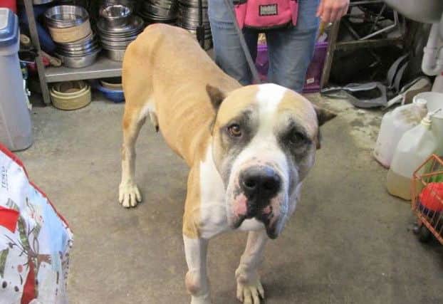 Aslan is looking for a new home