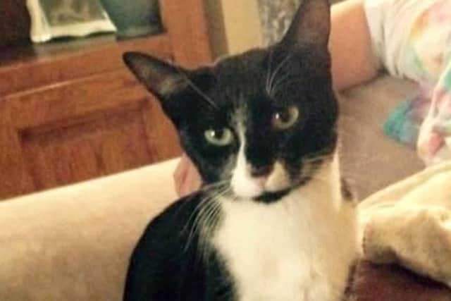 Poppy, thought to have been killed by the cat killer in Southsea in April.