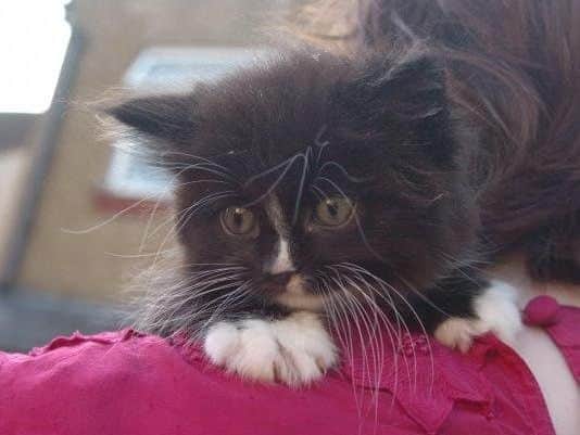 Who could do this to a kitten?