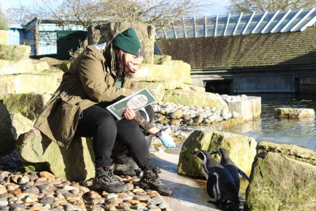 Debbie Pearson counting Humboldt penguins as part of Marwell Zoo's annual stocktake. Picture: Marwell Zoo
