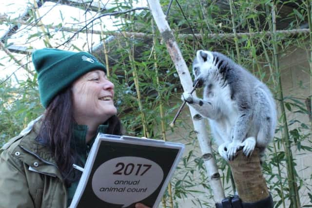 Debbie Pearson counting lemurs as part of Marwell Zoo's annual stocktake. Picture: Marwell Zoo