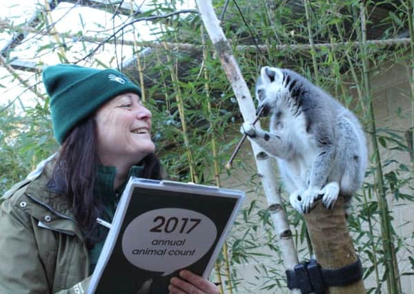Debbie Pearson counting lemurs as part of Marwell Zoo's annual stocktake. Picture: Marwell Zoo