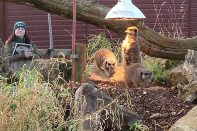 Debbie Pearson counting meerkats as part of Marwell Zoo's annual stocktake. Picture: Marwell Zoo