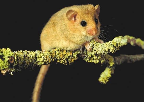 A dormouse (stock image)