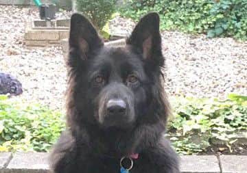 Skyla the dog in her garden, in Lovedean