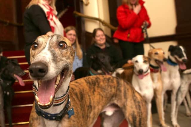 Melody the Greyhound poses for the camera  Picture : Habibur Rahman