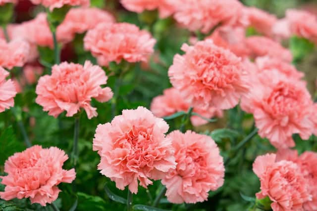 Carnations love chalk.