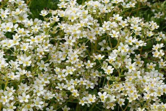 Alpine saxifrage.