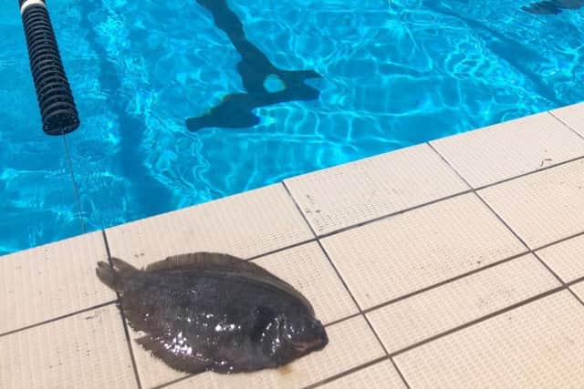The flounder which fell on Russell Hogg's face at Parnell Swimming Baths in Auckland