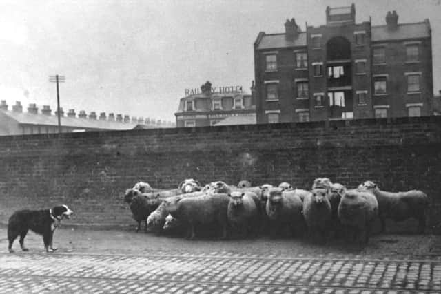 THEN: Herding sheep along Goldsmith Avenue, Fratton. Picture: Robert James