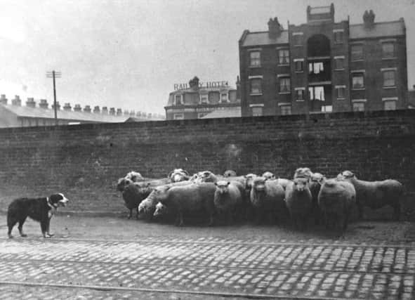 THEN: Herding sheep along Goldsmith Avenue, Fratton. Picture: Robert James